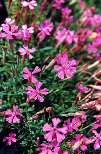 Silene schafta en fleurs sur des pentes rocailleuses ensoleillées du Caucase